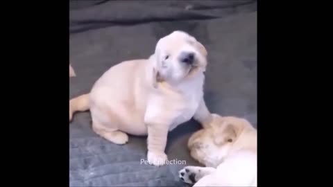 try not to laugh with these pet videos