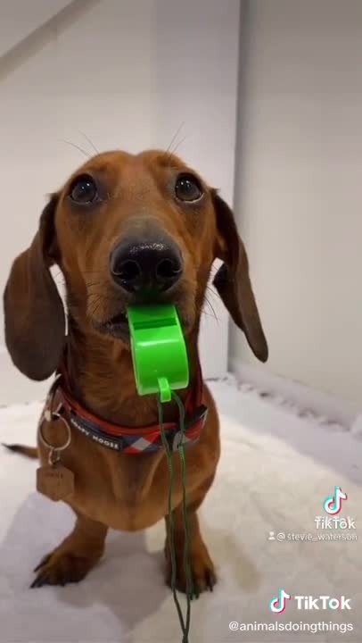 🤣 Funniest 🐶 Dogs - Awesome Funny Pet Animals Videos 😇 #short