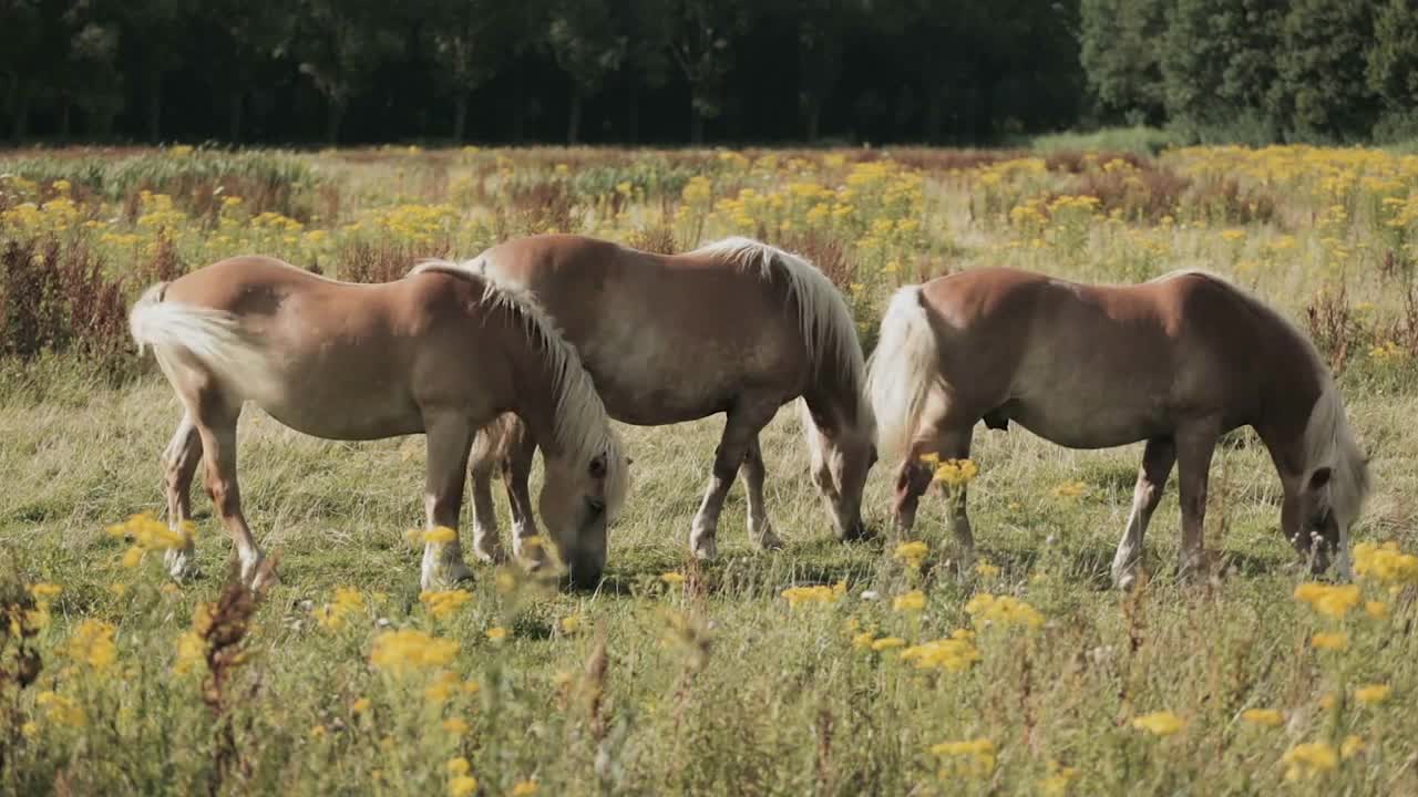 Horses grazing on a countryside meadow by summer