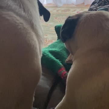 Pug warning growl. Don't even think about touching this!