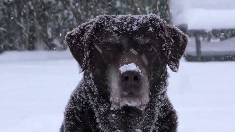 i love dog | giant Newfoundland dog