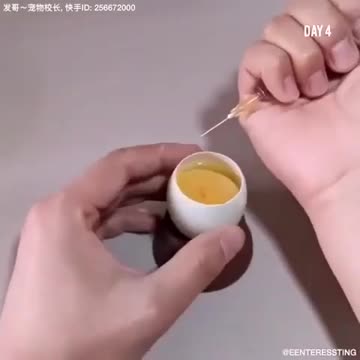 A Chicken growing inside an egg