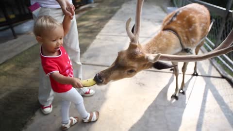 Little girl feeding deer in the park