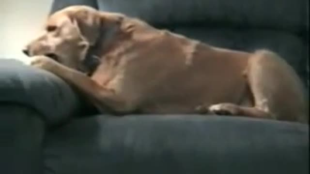 Dog thinks his leg is trying to steal his bone - Funny