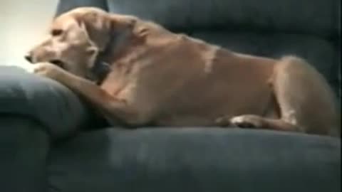 Dog thinks his leg is trying to steal his bone - Funny