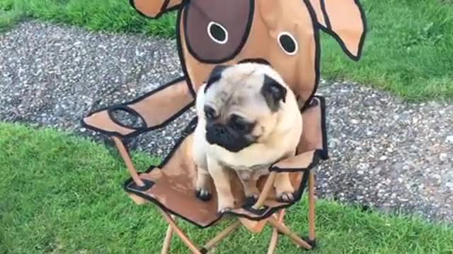 Pug has his own summer chair