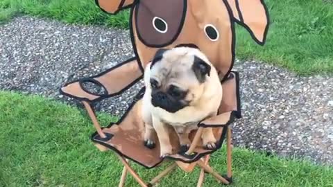 Pug has his own summer chair