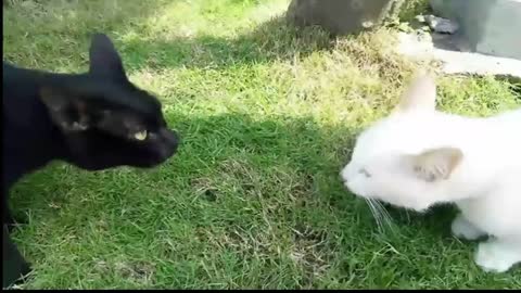 White cat and black cat fighting