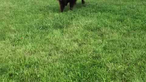 Calf Plays with his Dog Friends