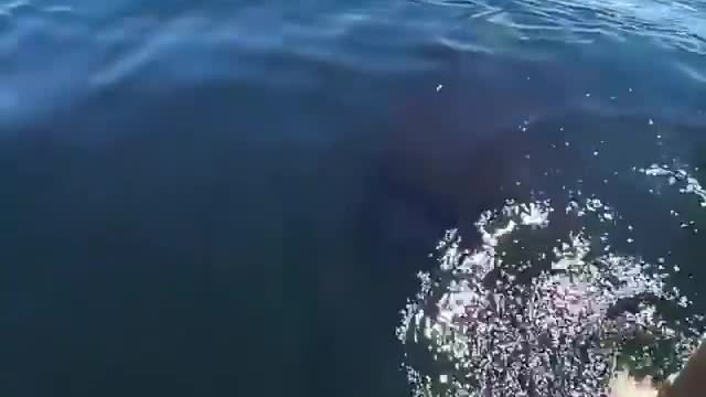 how incredible is this whale?