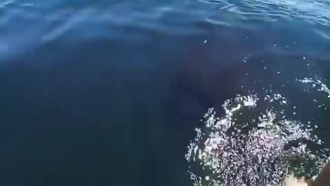 how incredible is this whale?