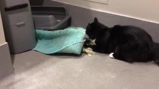 Cat Disproves Of Bathroom Rug, Humorously Removes It