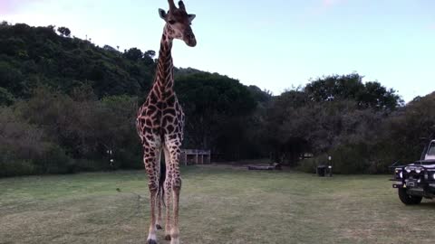 Giraffe obsessed with tourist