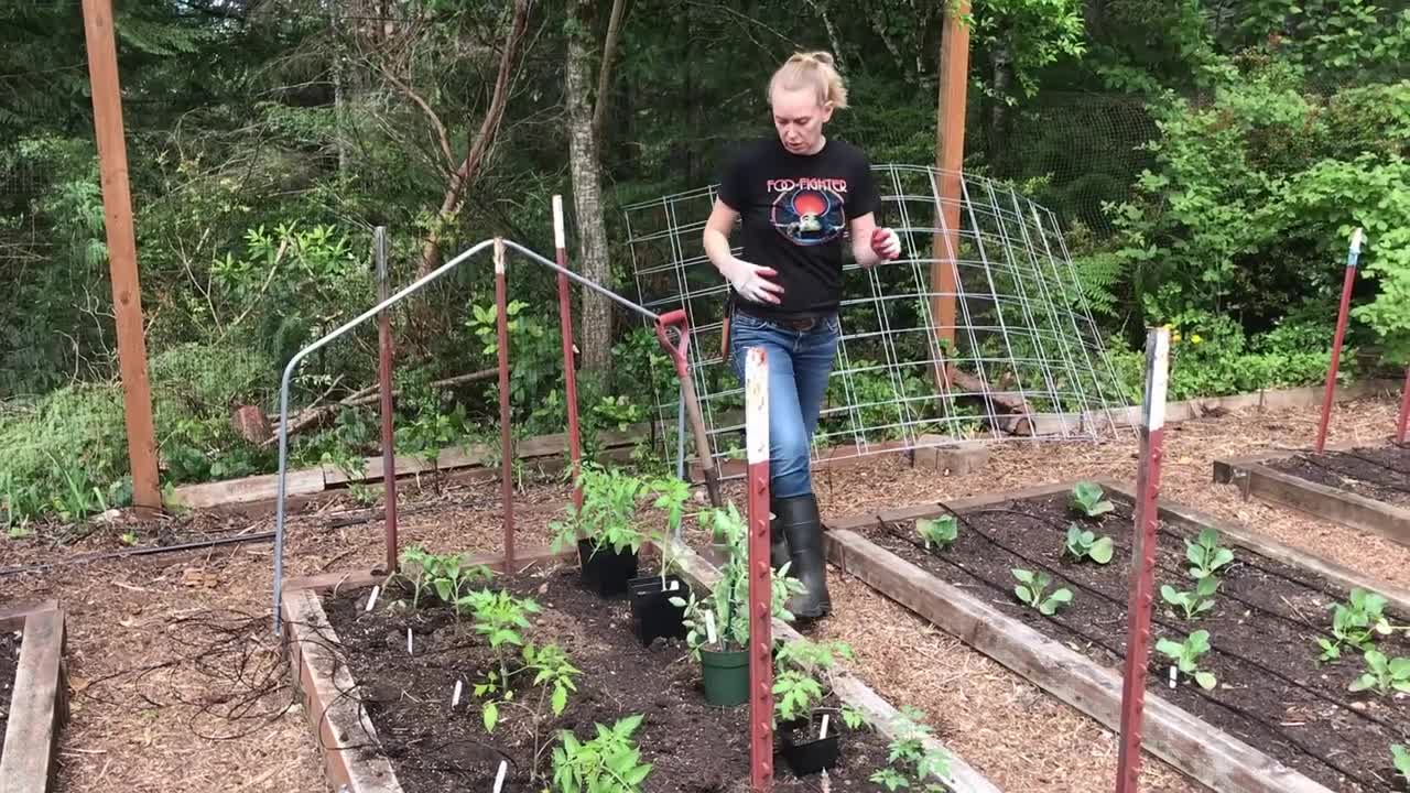 The best tips for planting tomatoes and peppers correctly.