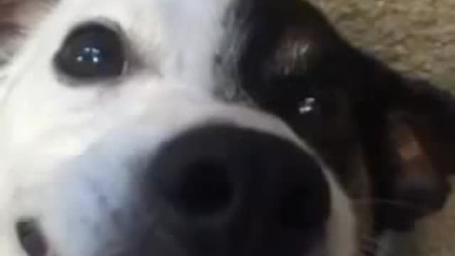 FUNNY DOG VIDEOS | FUNNY PUPPIES