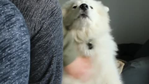 Owner scratching white dog consitanity in living room