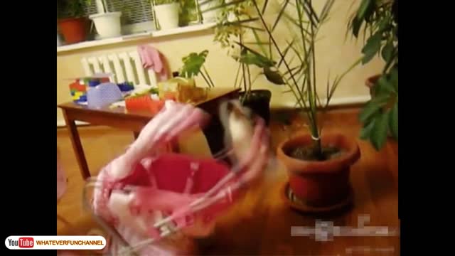 Funny Cat Vines Short Funny Cats Videos 1080p | Cats Funny