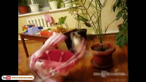 Funny Cat Vines Short Funny Cats Videos 1080p | Cats Funny