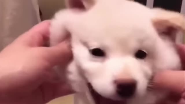 cute dogs clips.taRwEJ