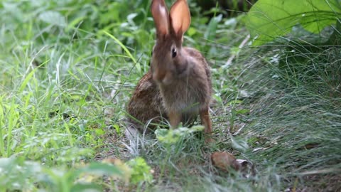 Cute Rabbit 🐇 Happy