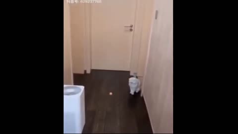 Super Funniest Dogs and Cats | Awesome Funny Pet Animals Videos | Entertainment videos😍