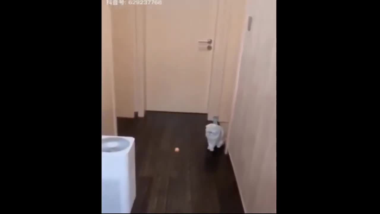 Super Funniest Dogs and Cats | Awesome Funny Pet Animals Videos | Entertainment videos😍