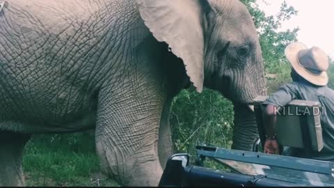 Elephant Attack Video