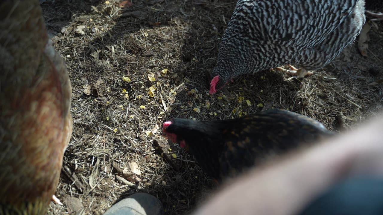 Honey Bunches of Oats (Cinnamon): So good, shared with hens.