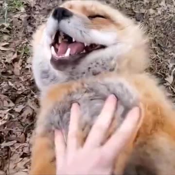 Laughing dog Funny videos 😂