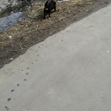 The dog walks along the street.