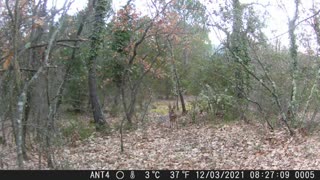 A deer family crosses the Domaine Saint-Antonin (Provence nature camera)