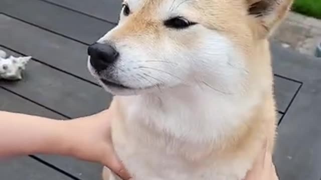 Funny Dog Video