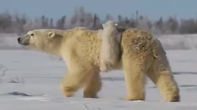Ursos
