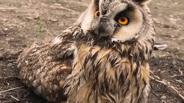 Owl landing in the ground