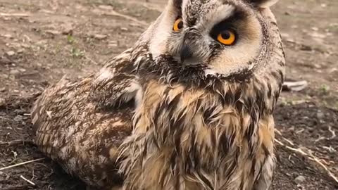 Owl landing in the ground