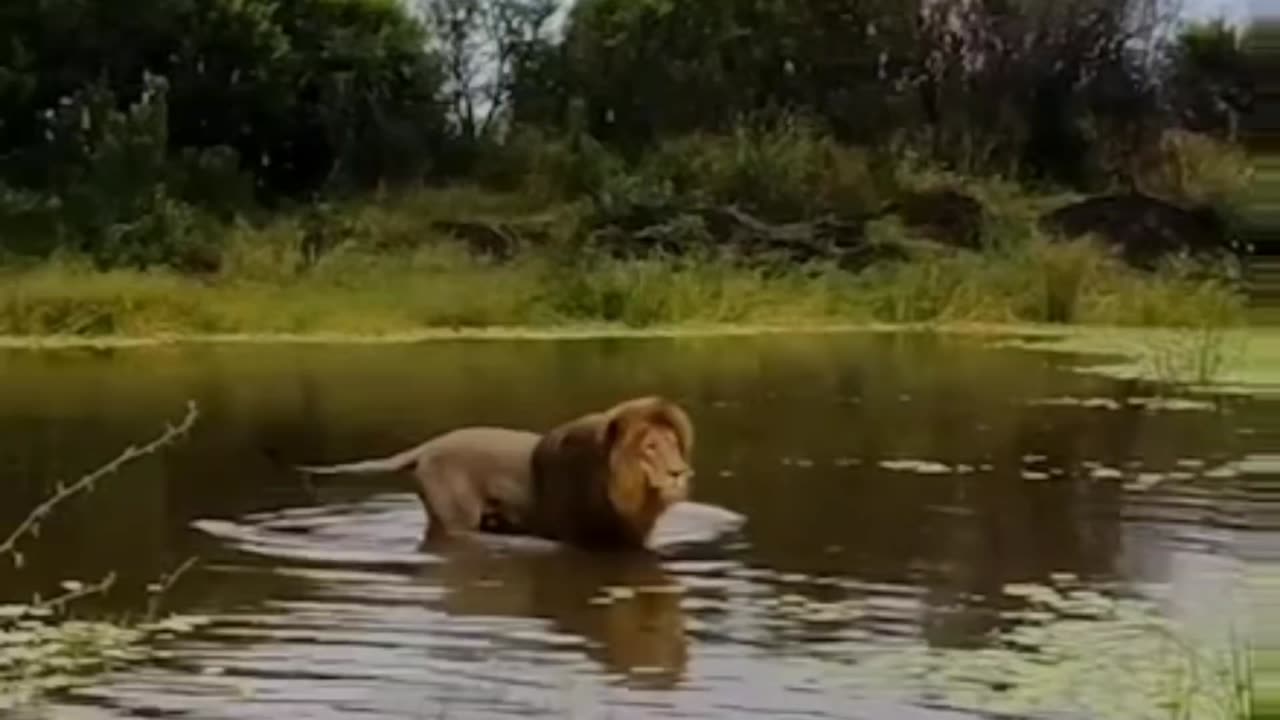 LION Charges from Water 🦁🌊