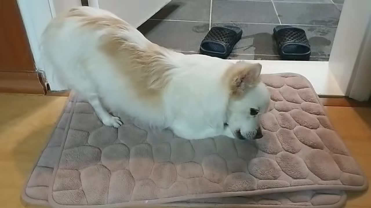 A puppy with a butt and a delicious snack.