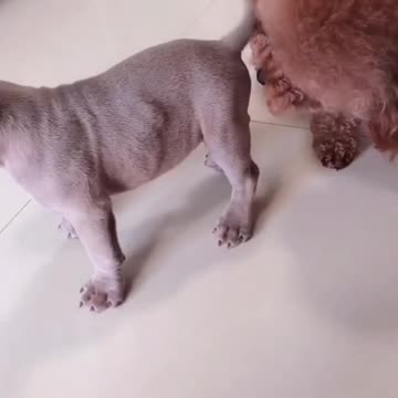 Toy Poodle Meets Pitbull Puppy