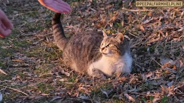 How to make cats friends,friendship with cats,tips for making cats firend.