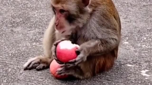 Monkey eating apple