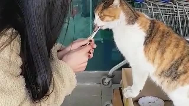 It's a cat that eats snacks.