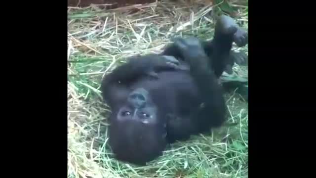 Funny Monkey Videos - A Funny Monkeys Compilation