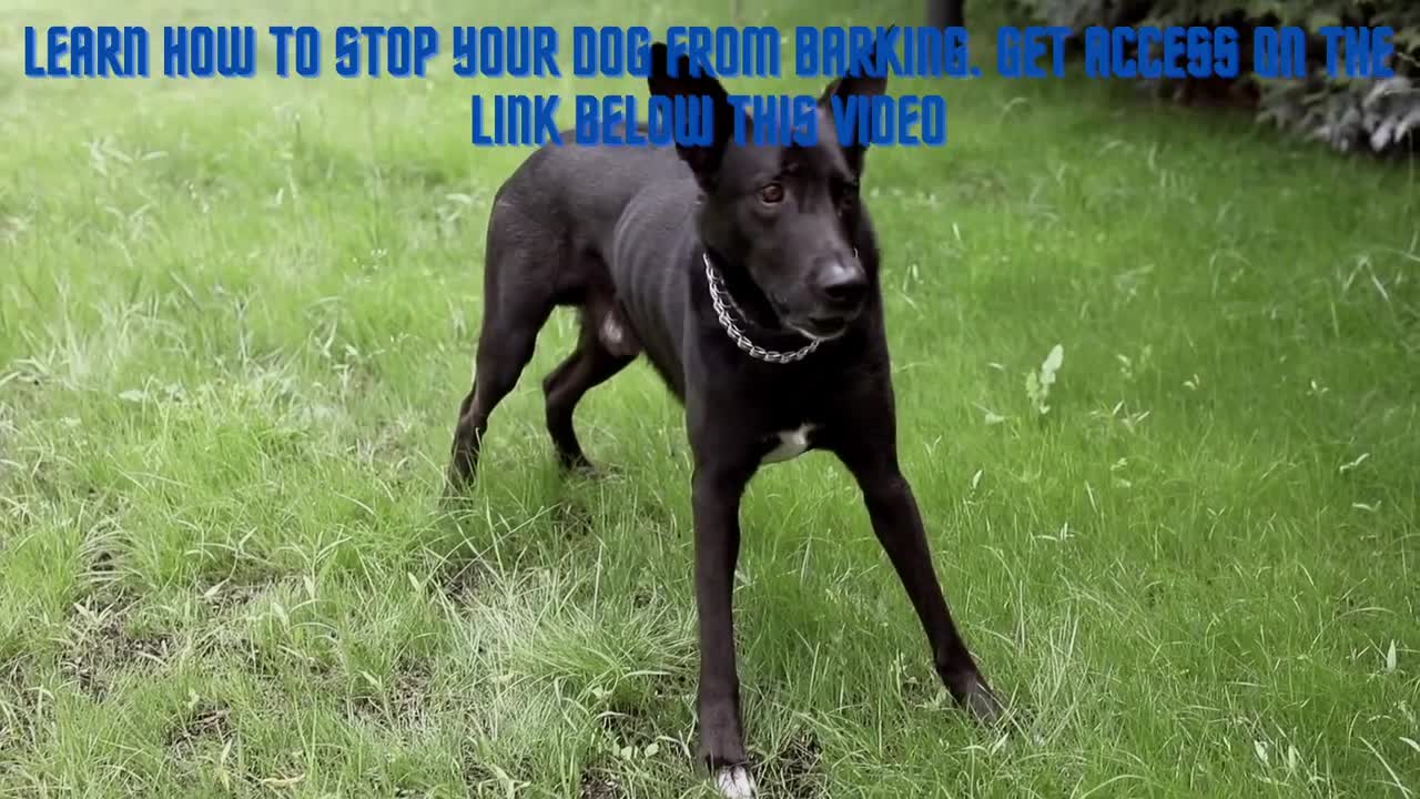 Dogs Barking to Make your Dog Bark. 12 Dog Breeds Barking Sound Effects HD