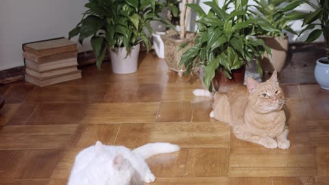 OMG So Cute Cats ♥ Best Funny Cat Videos 2021