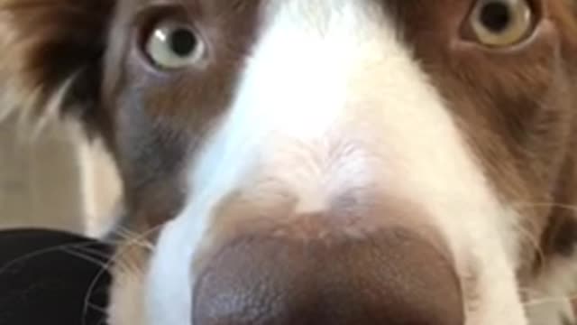 Brown white dog leaning head on owners leg