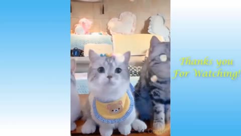 Cute Pets And Funny Animals Compilation