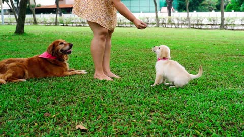 Learn how to develop your dog