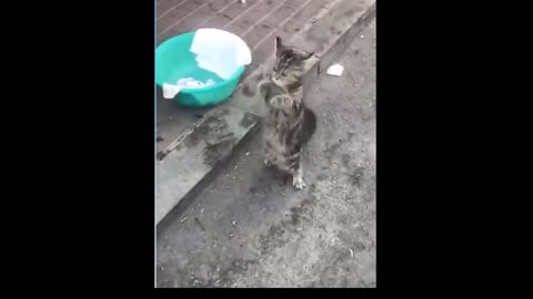 Funny cat showing his dance moves