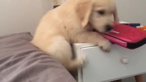 Brown puppy on white nightstand falls off