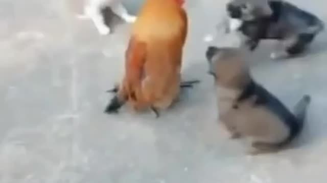You will be shocked to see that you have never seen a different fight between a dog and a cock.